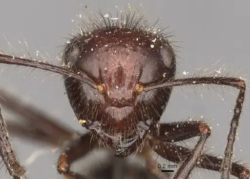 Camponotus horrens specimen CASENT0910609 image casent0910609_2