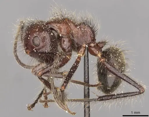 Camponotus horrens specimen CASENT0910609 image casent0910609_3