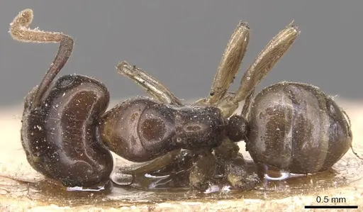 Camponotus hospes specimen CASENT0905442 image casent0905442_1