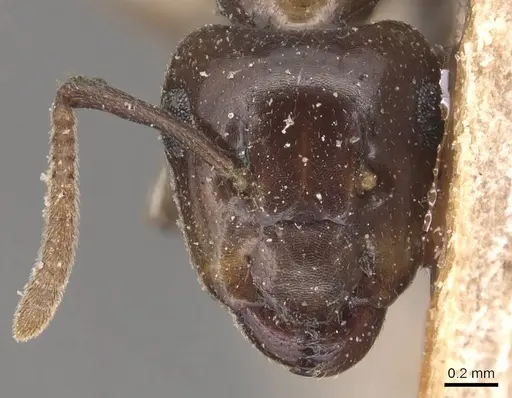 Camponotus hospes specimen CASENT0905442 image casent0905442_2