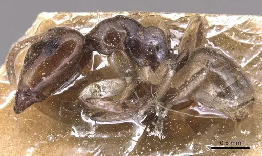 Camponotus hospes specimen CASENT0905442 image casent0905442_3