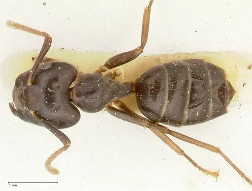 Camponotus hospes specimen FOCOL2339 image focol2339_1