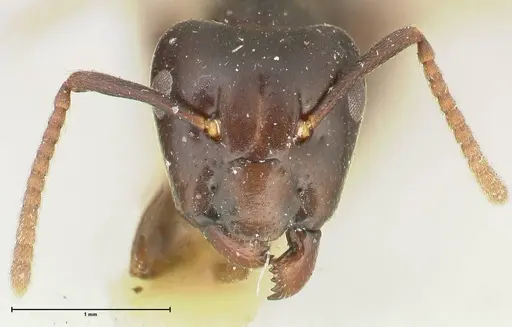 Camponotus hospes specimen FOCOL2339 image focol2339_2