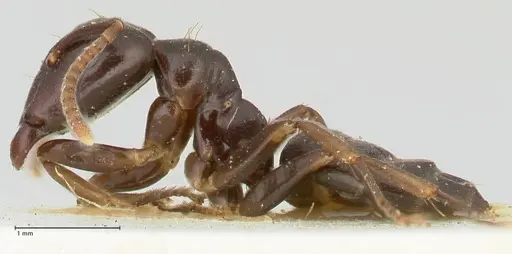 Camponotus hospes specimen FOCOL2339 image focol2339_3
