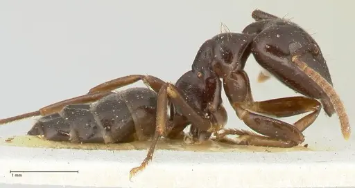 Camponotus hospes specimen FOCOL2339 image focol2339_4