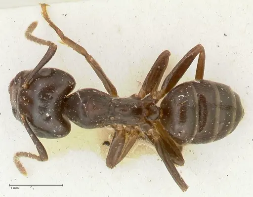 Camponotus hospes specimen FOCOL2340 image focol2340_1