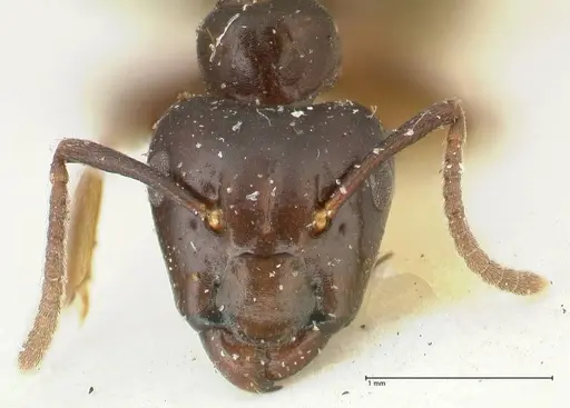 Camponotus hospes specimen FOCOL2340 image focol2340_2