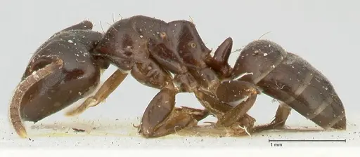 Camponotus hospes specimen FOCOL2340 image focol2340_3