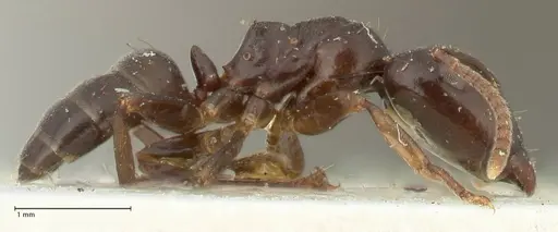 Camponotus hospes specimen FOCOL2340 image focol2340_4