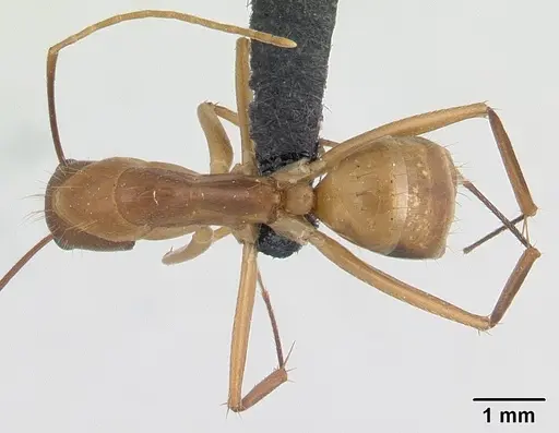 Camponotus hova specimen CASENT0055710 image casent0055710_1