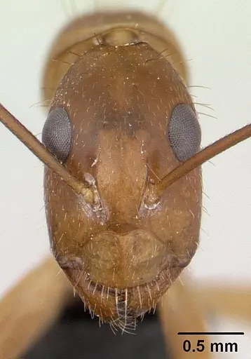 Camponotus hova specimen CASENT0055710 image casent0055710_2