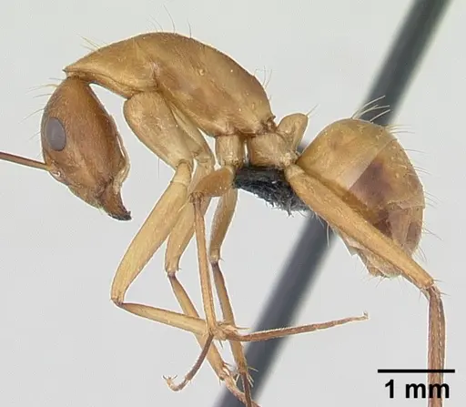 Camponotus hova specimen CASENT0055710 image casent0055710_3