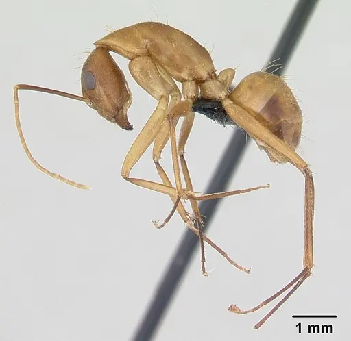 Camponotus hova specimen CASENT0055710 image casent0055710_4
