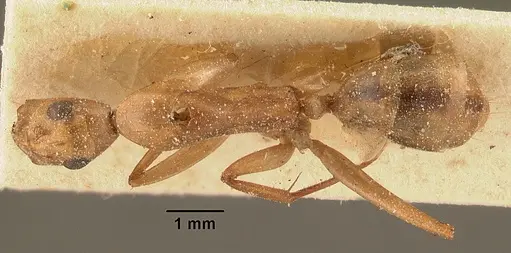 Camponotus hova specimen CASENT0101182 image casent0101182_1