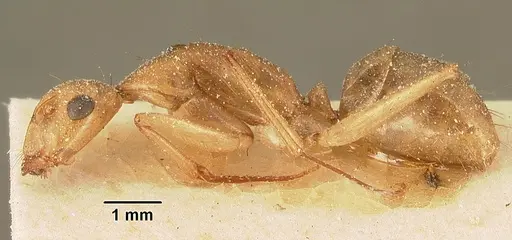 Camponotus hova specimen CASENT0101182 image casent0101182_3