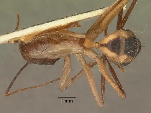Camponotus hova specimen CASENT0101183 image casent0101183_1