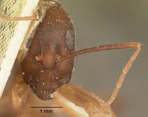 Camponotus hova specimen CASENT0101183 image casent0101183_2