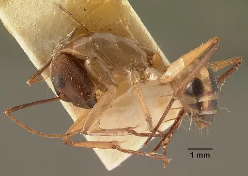 Camponotus hova specimen CASENT0101183 image casent0101183_3