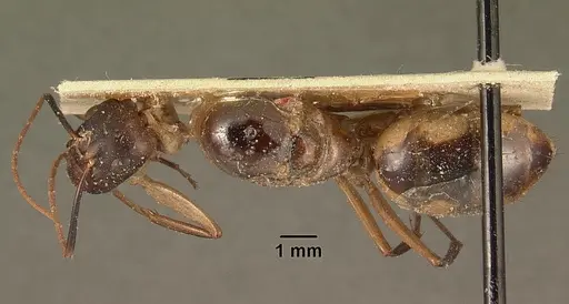 Camponotus hova specimen CASENT0101184 image casent0101184_1