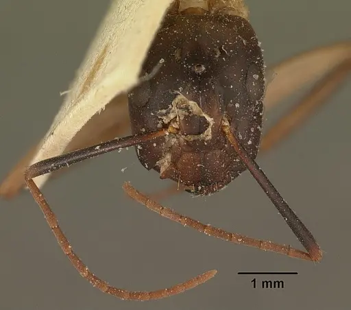 Camponotus hova specimen CASENT0101184 image casent0101184_3