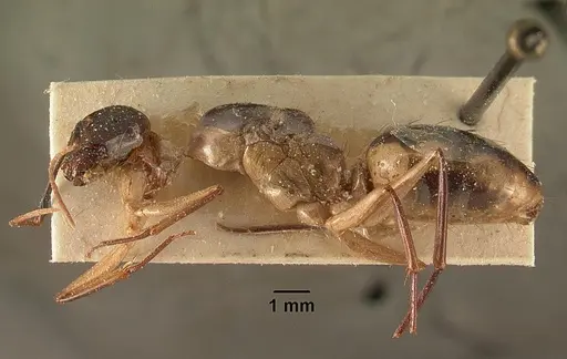 Camponotus hova specimen CASENT0101184 image casent0101184_4