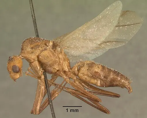 Camponotus hova specimen CASENT0101185 image casent0101185_3