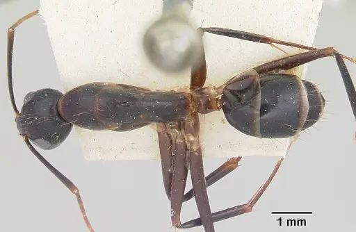 Camponotus hova specimen CASENT0101340 image casent0101340_1