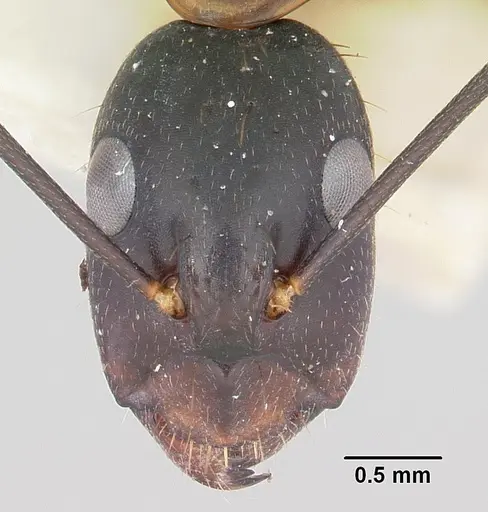 Camponotus hova specimen CASENT0101340 image casent0101340_2