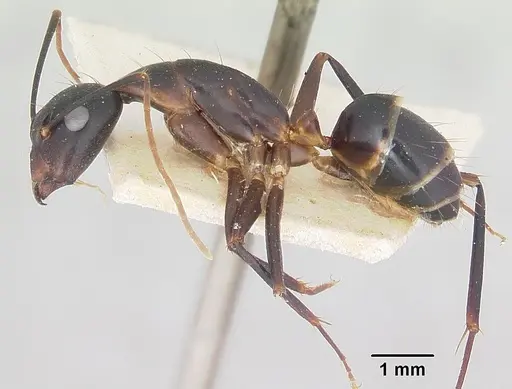 Camponotus hova specimen CASENT0101340 image casent0101340_3