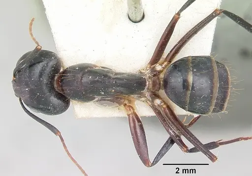 Camponotus hova specimen CASENT0101341 image casent0101341_1