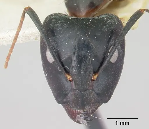 Camponotus hova specimen CASENT0101341 image casent0101341_2
