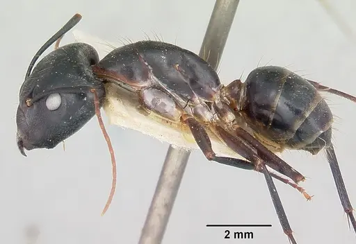 Camponotus hova specimen CASENT0101341 image casent0101341_3