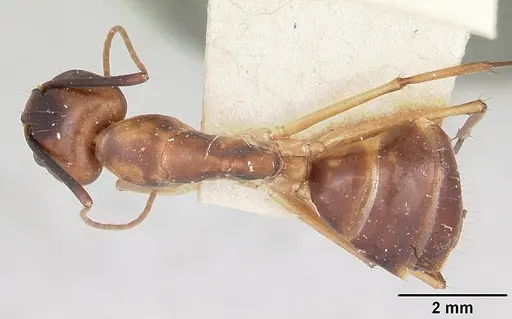 Camponotus hova specimen CASENT0101344 image casent0101344_1