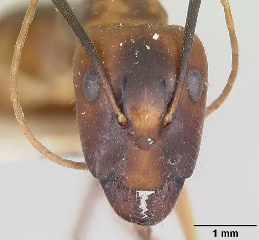 Camponotus hova specimen CASENT0101344 image casent0101344_2