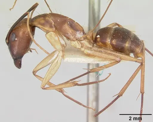 Camponotus hova specimen CASENT0101344 image casent0101344_3