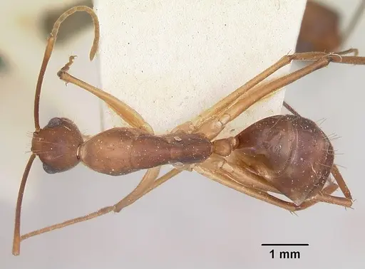 Camponotus hova specimen CASENT0101345 image casent0101345_1
