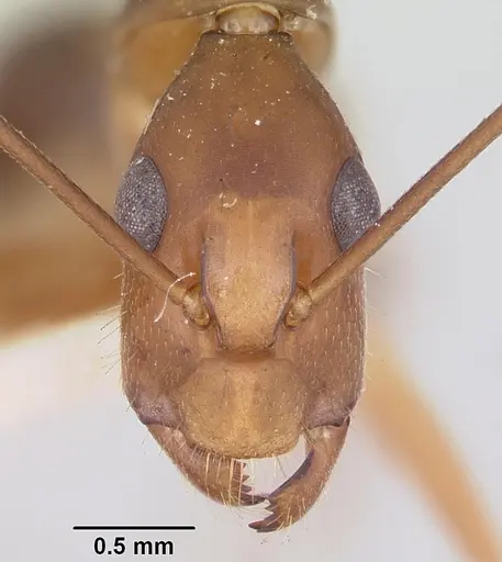 Camponotus hova specimen CASENT0101345 image casent0101345_2