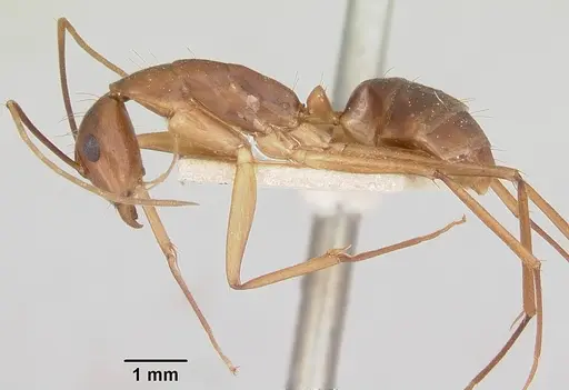 Camponotus hova specimen CASENT0101345 image casent0101345_3