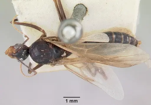 Camponotus hova specimen CASENT0101569 image casent0101569_1