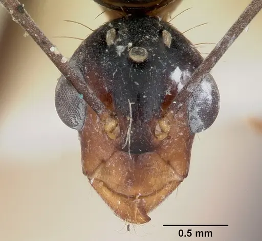 Camponotus hova specimen CASENT0101569 image casent0101569_2