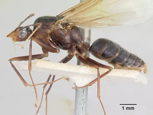 Camponotus hova specimen CASENT0101569 image casent0101569_3