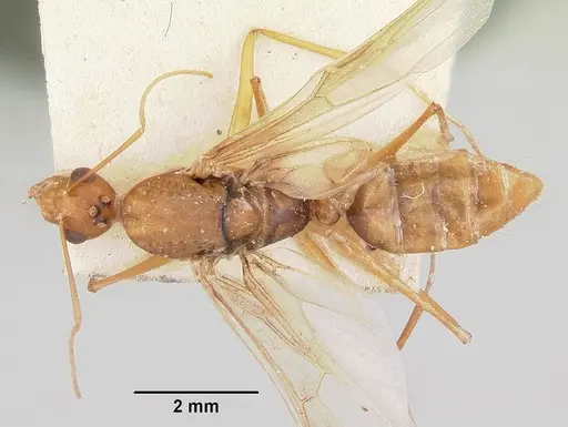 Camponotus hova specimen CASENT0101719 image casent0101719_1