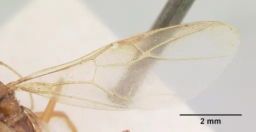 Camponotus hova specimen CASENT0101719 image casent0101719_2