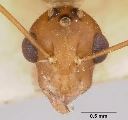 Camponotus hova specimen CASENT0101719 image casent0101719_3