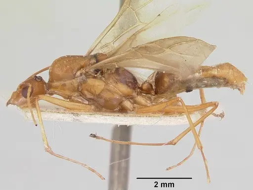 Camponotus hova specimen CASENT0101719 image casent0101719_4