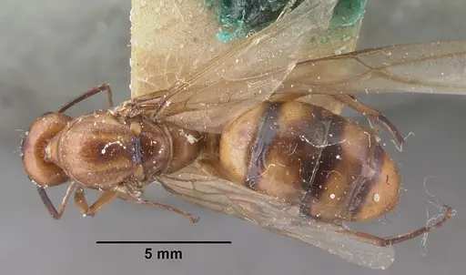 Camponotus hova specimen CASENT0101774 image casent0101774_1