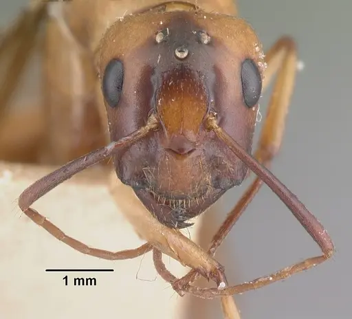 Camponotus hova specimen CASENT0101774 image casent0101774_2