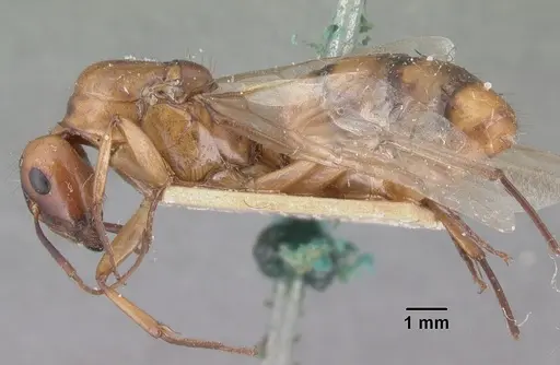 Camponotus hova specimen CASENT0101774 image casent0101774_3