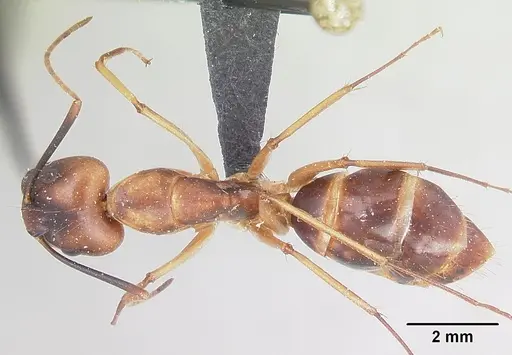Camponotus hova specimen CASENT0101923 image casent0101923_1