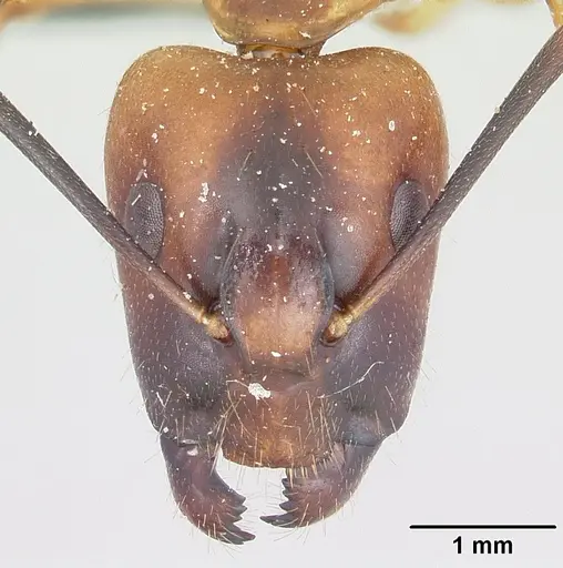 Camponotus hova specimen CASENT0101923 image casent0101923_2